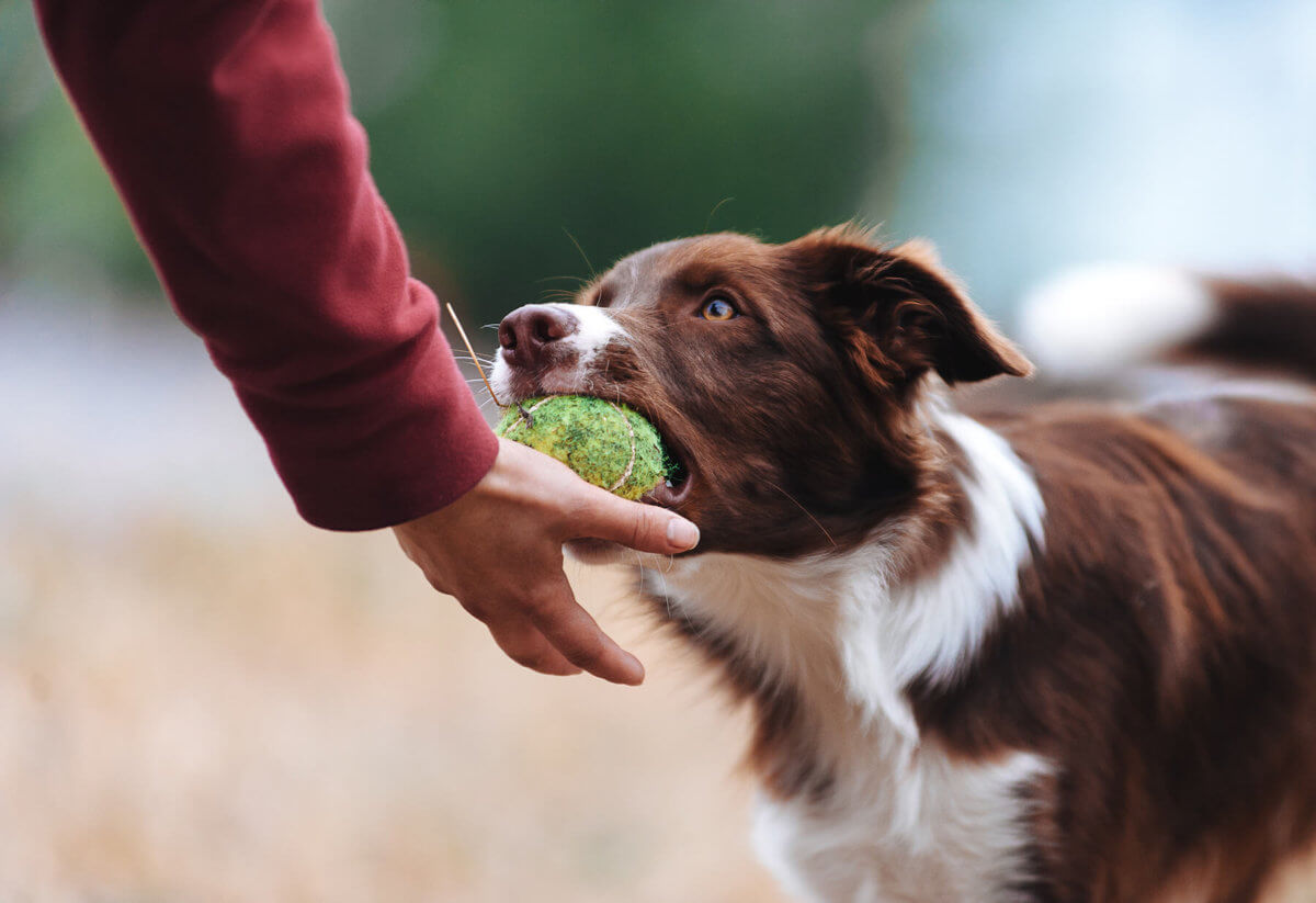 dog-obedience-summerlink-summerlin-community-resource