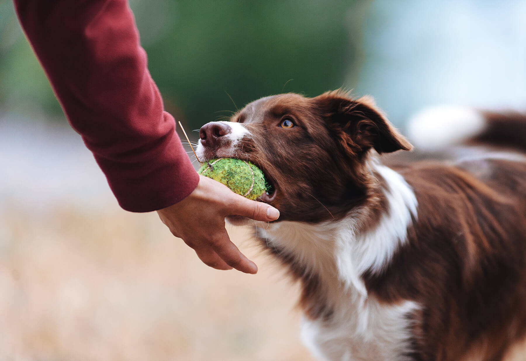 Best Dog Obedience Classes Near Me